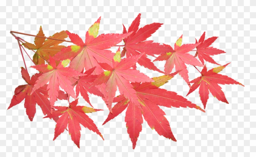 Leaves, Maple, Branch, Autumn, Fall, Nature, Tree - Maple #1194067