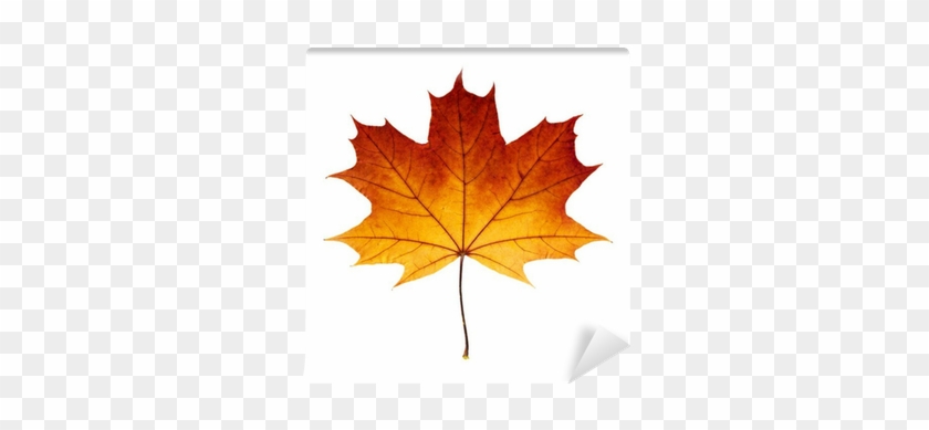 Autumn Maple Leaf Isolated On White Background Wall - Liść Klonu #1194094