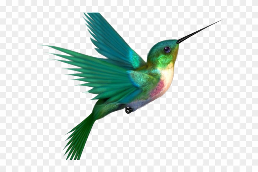 Hummingbird Png Transparent Images - Humming Bird Png #1194532