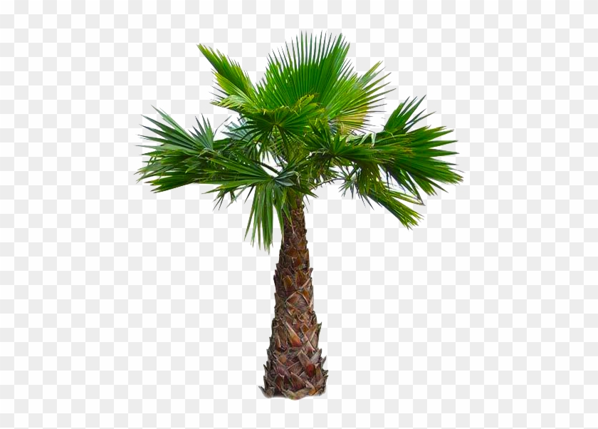 West Indian-american Cuisine - Mexican Fan Palm Tree Png #1194588