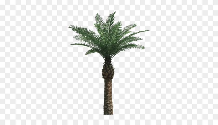 Large Palm Tree - Date Palm Tree Png #1194603