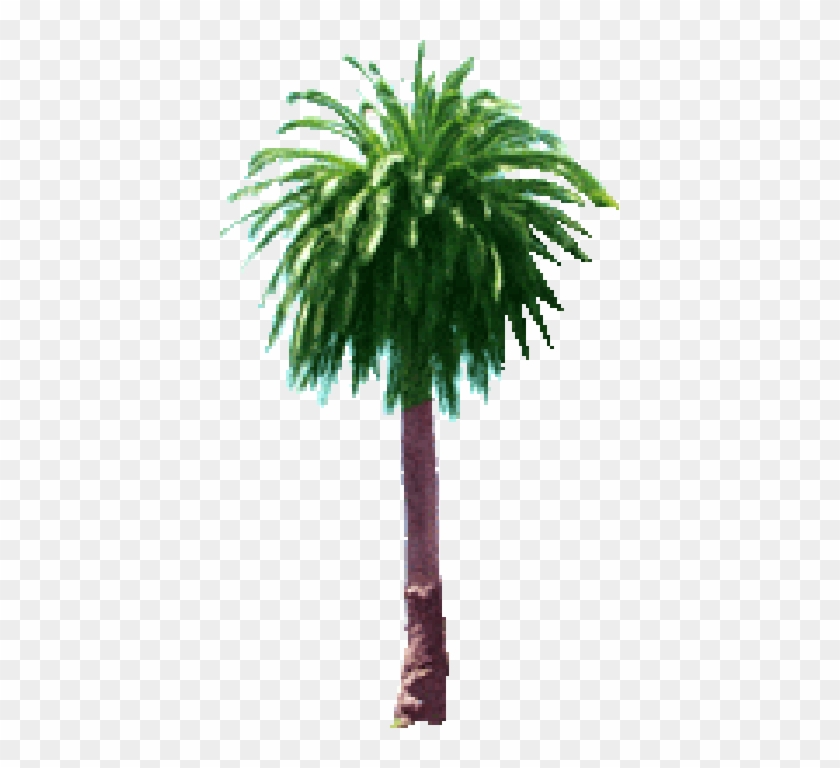 Palm Tree - Scratch #1194604