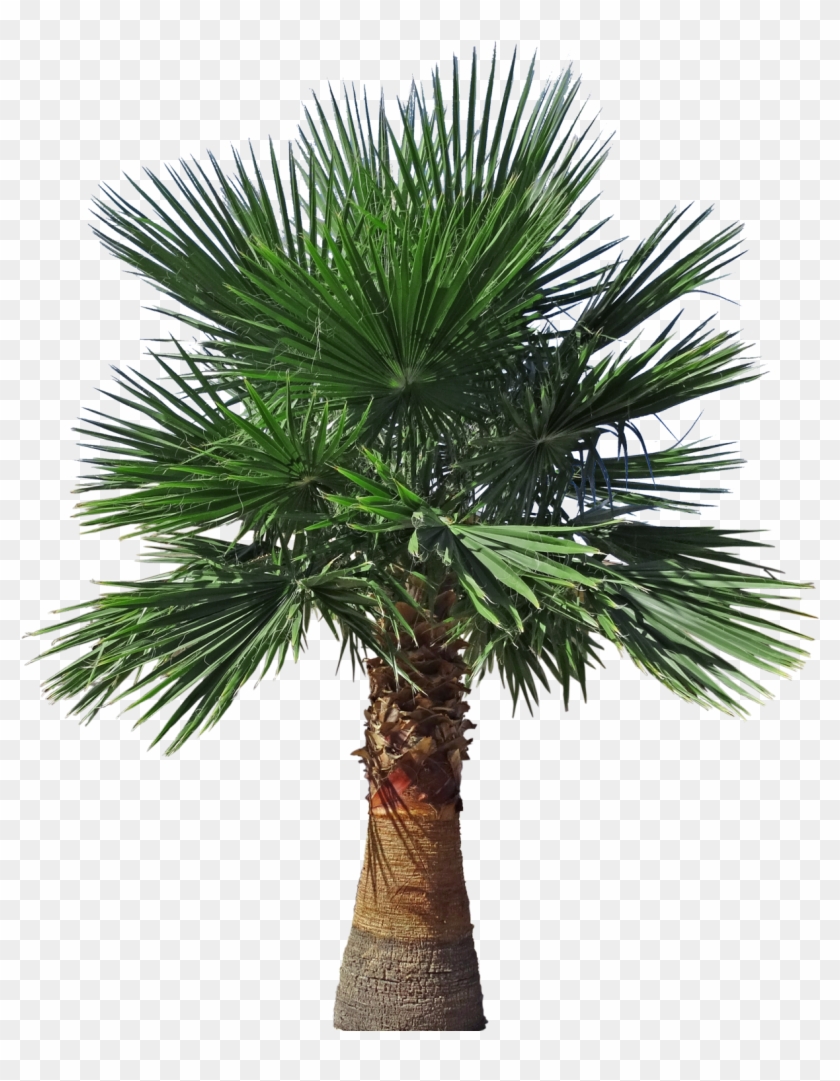 Mexican Fan Palm - Portable Network Graphics #1194611
