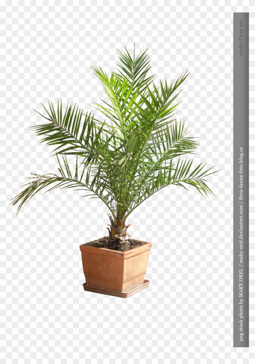 Png Stock - Palm Tree Plant Png #1194617