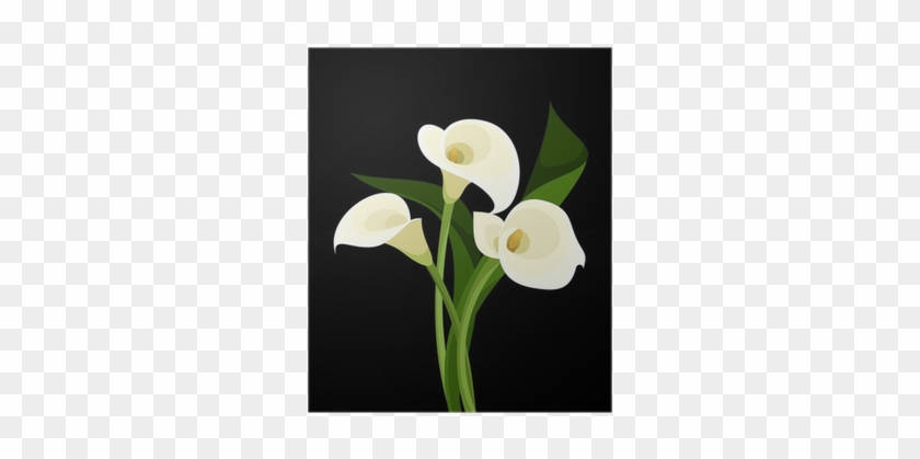 White Calla Lilies On Black - Calas Blancas #1195233