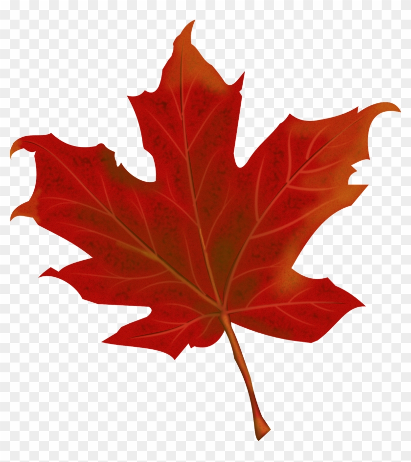 Maple Leaf Canada - Maple Leaf Canada #1195401