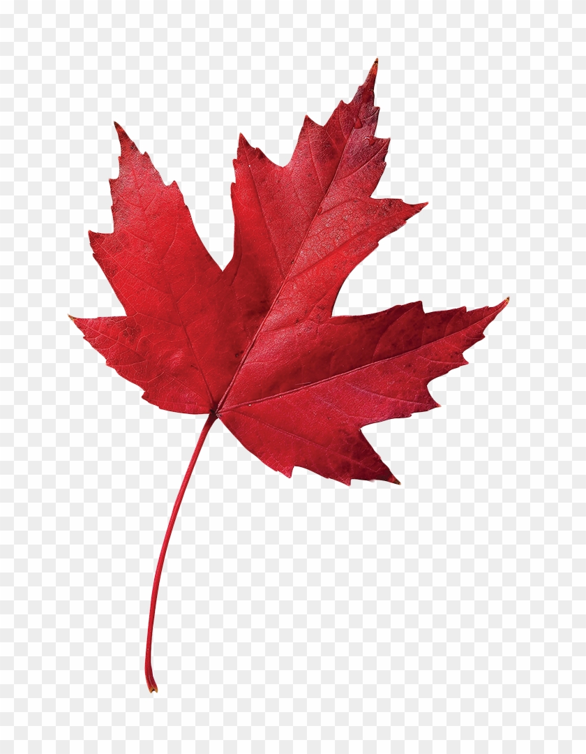 Thank You Our 31st Annual Dinner And Auction Was A - Fall Leaves Red Maple #1195403
