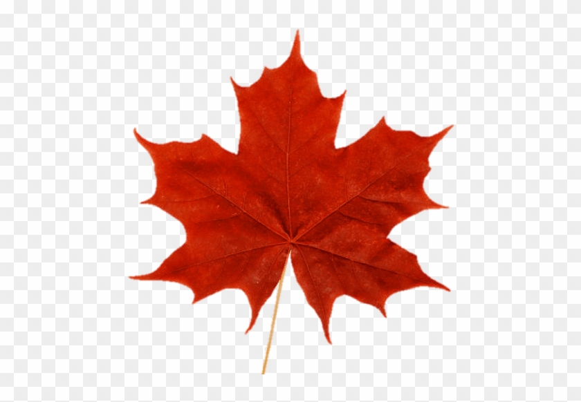 Cropped Maple Leaf - Red Maple Leaf Png #1195405