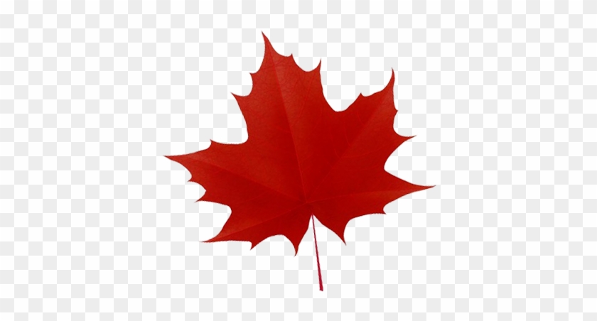 Maple Leaf #1195422