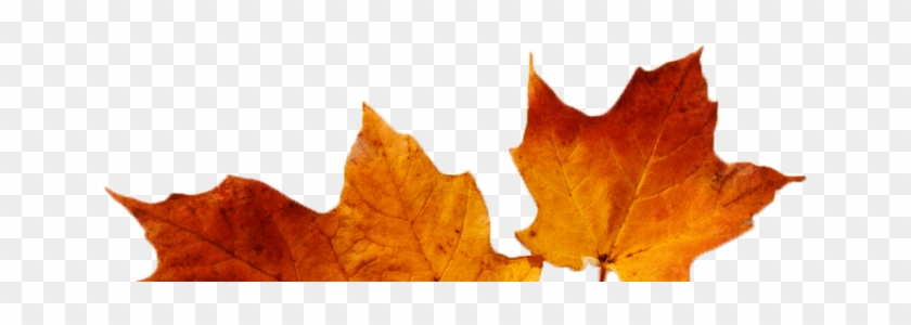 Cropped Cropped Leaves - Maple Leaf #1195473