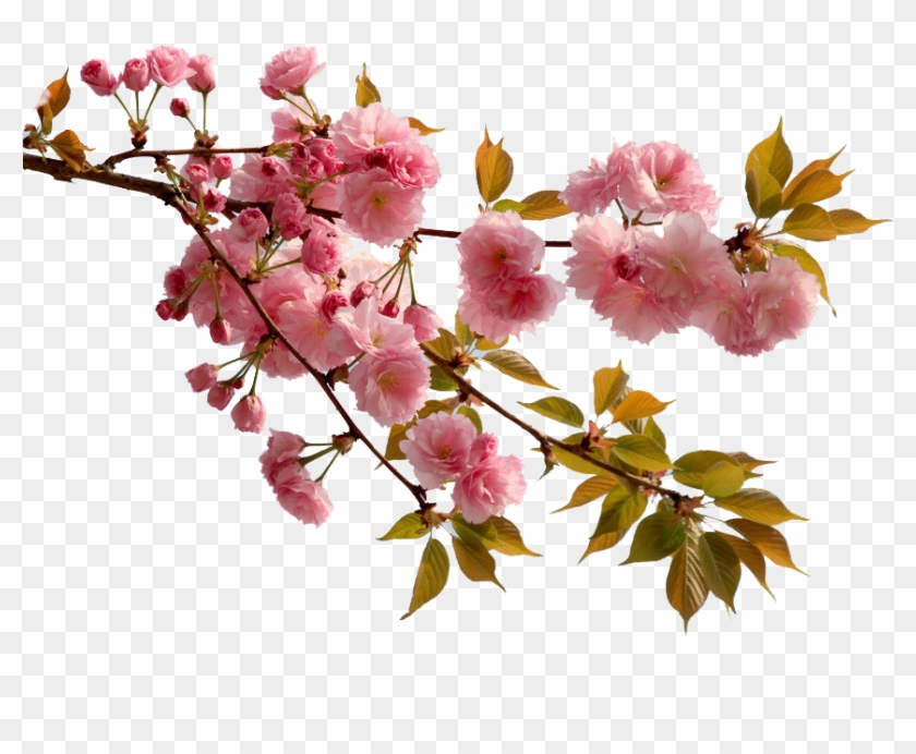 China Cherry Blossom Flower Peach - Chinese Cherry Blossom Flower #1195496