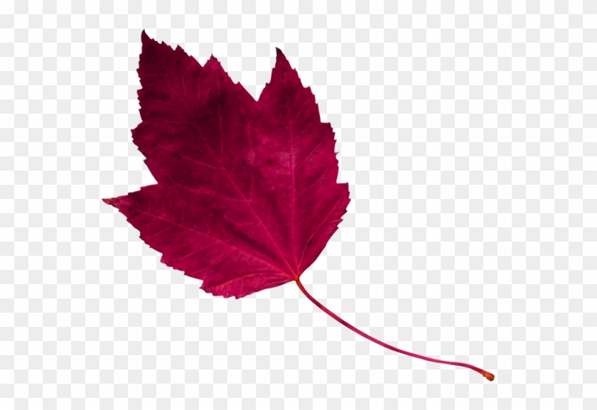 Red Leaf 1 - Maple Leaf #1195514
