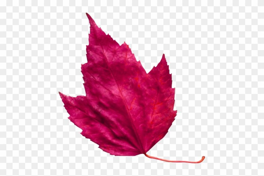 Red Leaf 3 - Pink Autumn Leaf Png #1195516