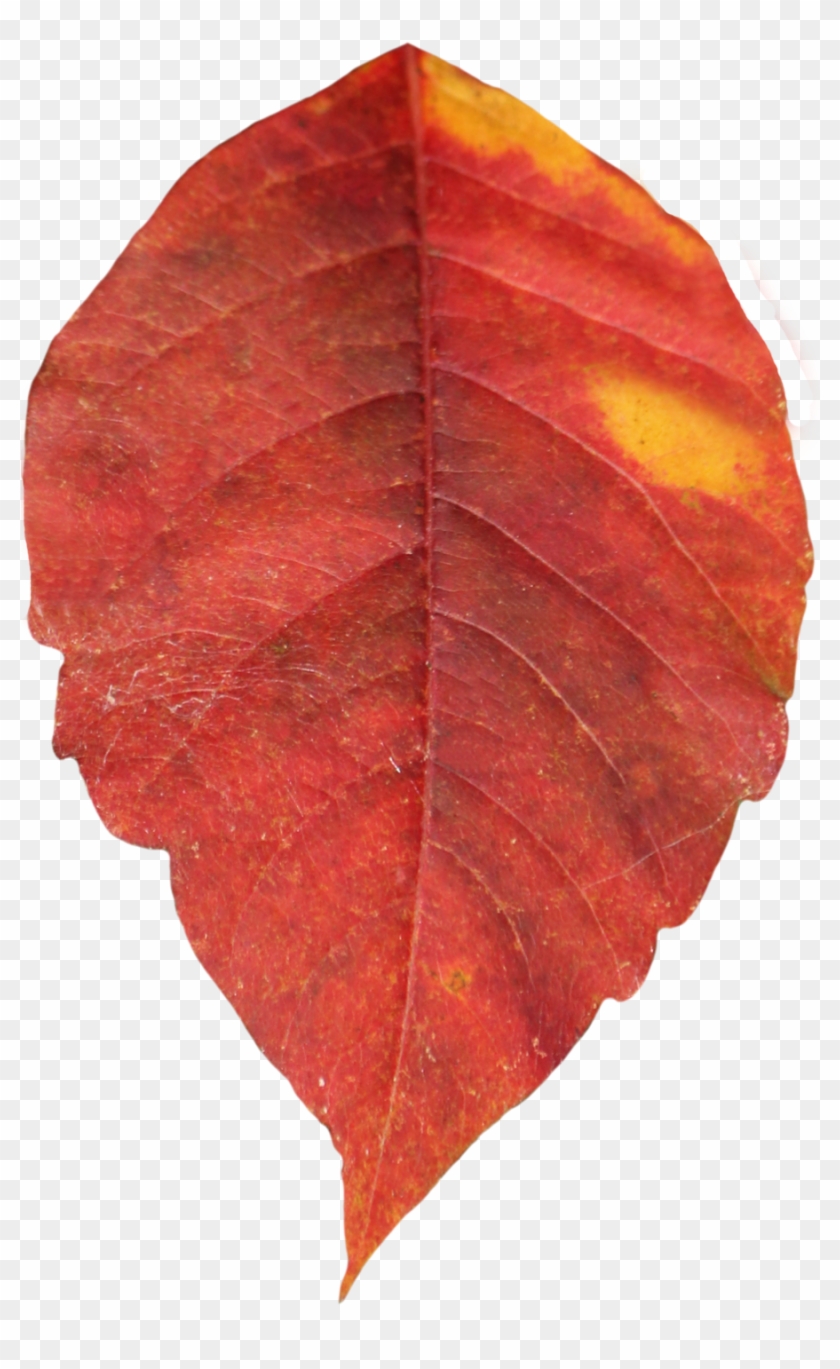 Attibution Is Required- In Order To Use A This Photo - Red Leaf Clear Background #1195528