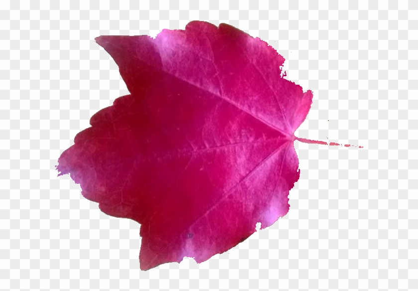 Leaf Leaf - Maple Leaf #1195530