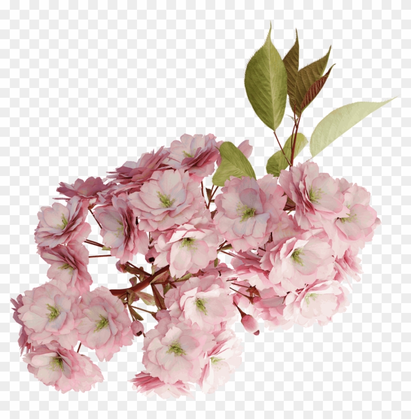 Japanese Cherry - Flowering Plant #1195534