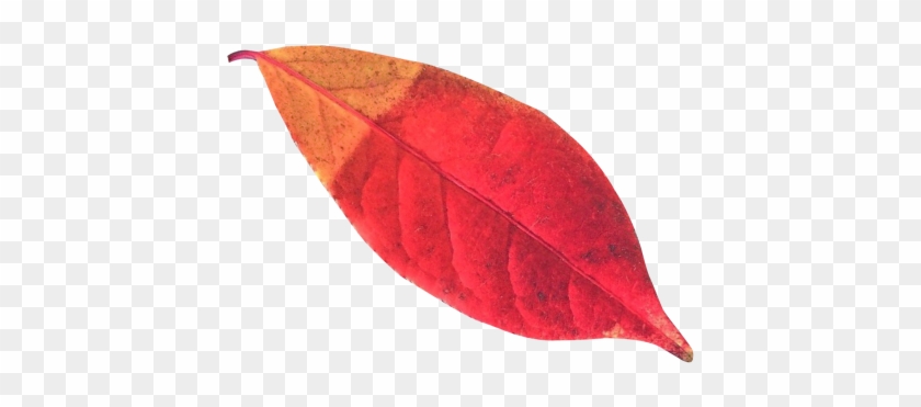 Autumn Leaf Png Transparent Image - Png Leaf Autumn #1195540