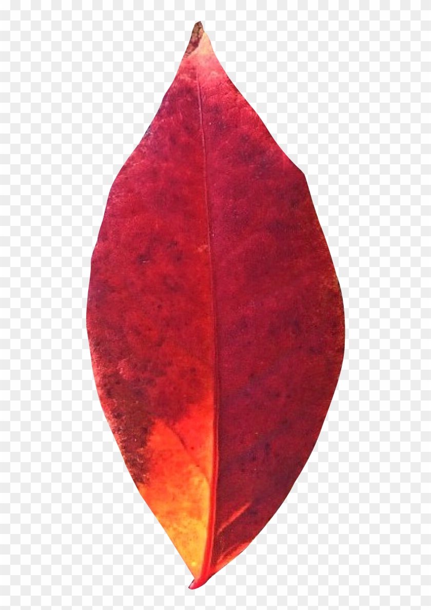 Autumn Leaf Png Transparent Image - Portable Network Graphics #1195543