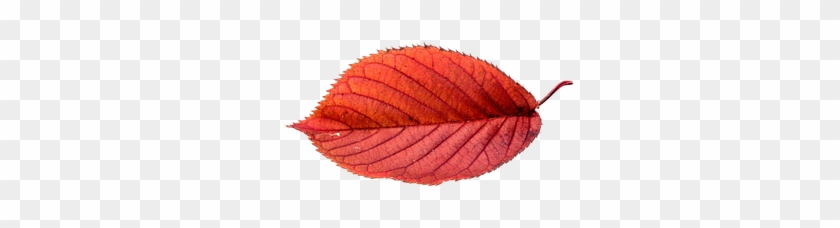 Autumn, Leaves, Leaf, Png - Big Real Autumn Leaves Transparent #1195548