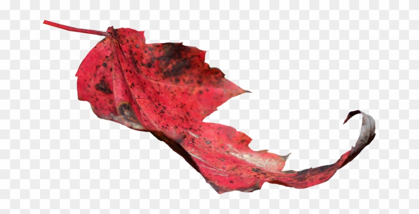 Red Leaf Png 02 By Thy Darkest Hour - Leaf Red Png #1195555