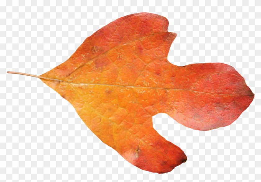 Sasafrass Leaf Png 01 By Thy Darkest Hour - Adobe Photoshop #1195558