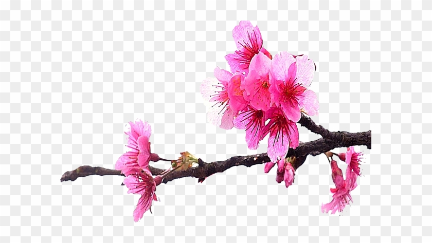 Flower Seasons - Alishan National Scenic Area #1195587