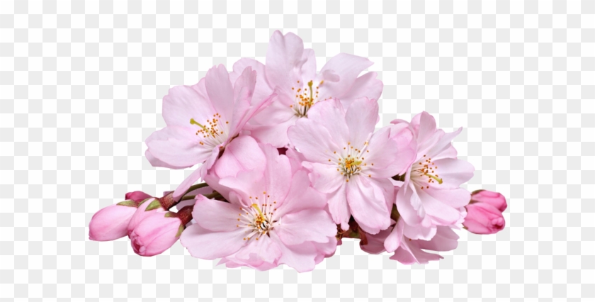 Cherry Blossom Has A Good Shrink Pores And Balance - Cherry Blossom Sakura Png #1195599