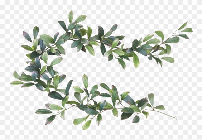 Leaf Bay Laurel Garland Tree Cut Flowers - Bay Leaf #1195612