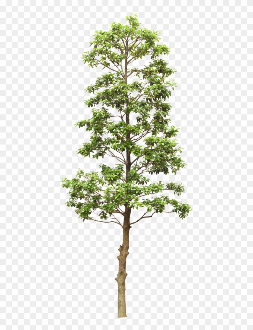 Fuera Rama De Árbol - Tree Drawing #1195703