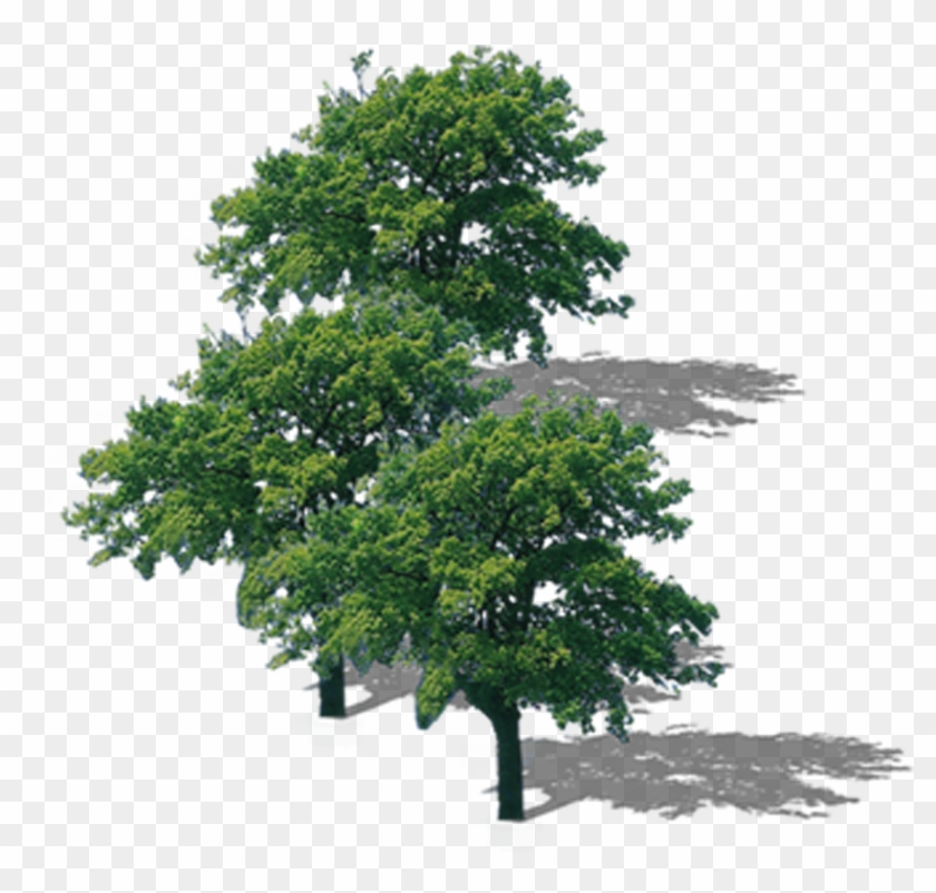 La Rama Superior Del Árbol De Descarga - Png Format Trees Top View Png #1195733