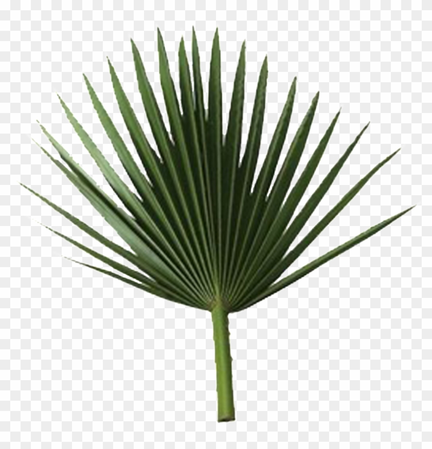 Sabal Palm Arecaceae Rama De Palmera De Hoja De Fronda - Palm Leaf Free Png #1195739