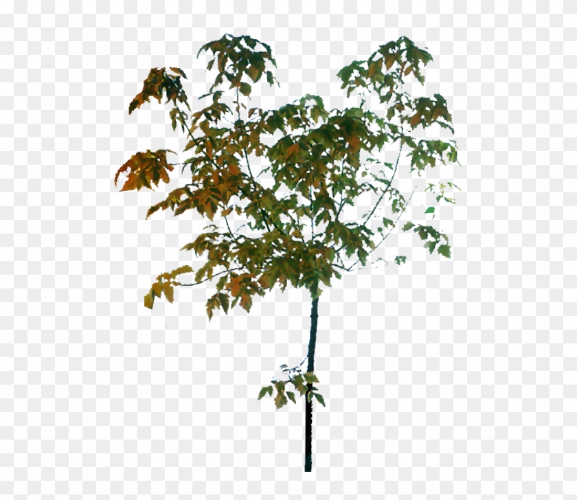 Twig Tree - Tree - Tree #1195744