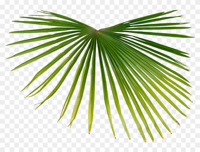 Asiático Palmira Palma Rama De Palma Trópicos Arecaceae - Тропики Пнг #1195746