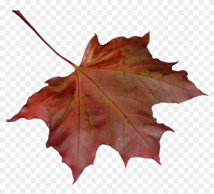 Maple Leaf #1195843