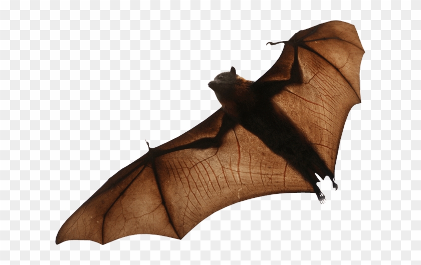 Real Bat Png #1195866