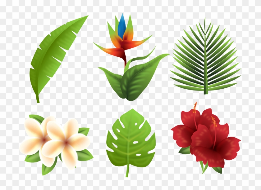 Tropics Euclidean Vector Flower - Vector Tropical Plants Png #1195927