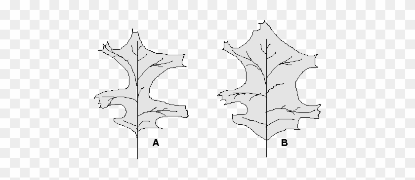 Change In Leaf Shape Associated With The Position In - Tree #1195953