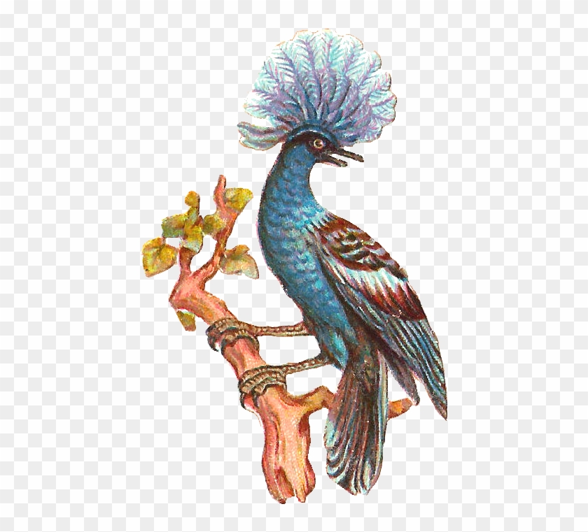 Free Bird Clip Art - Clip Art #1195968