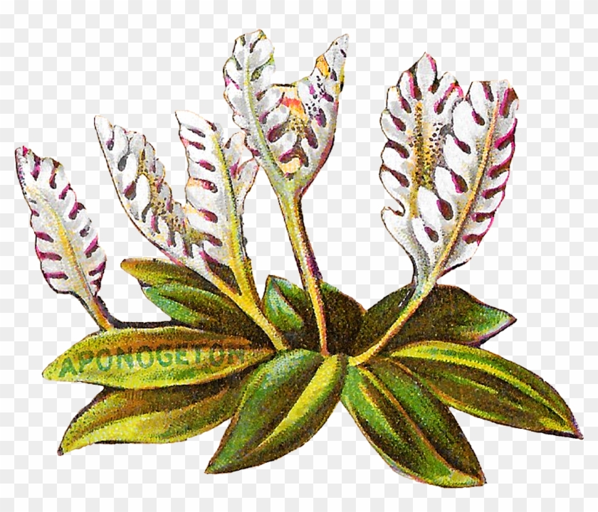 Floral Flower Botanical Art Clipart Digital Download - Illustration #1196000