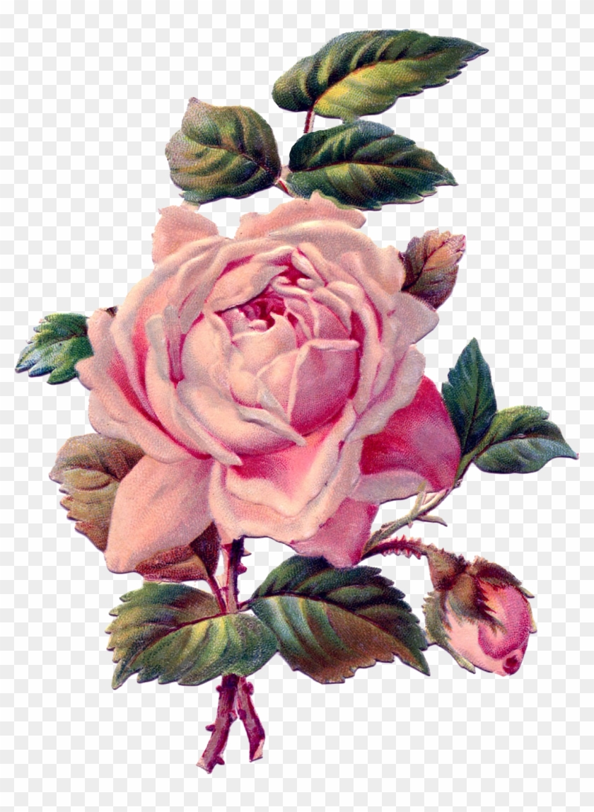 Rose Pink Antique Drawing Clip Art - Vintage Pink Rose #1196019