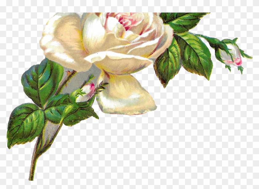 White Rose Shabby Chic Flower Image Clip Art - White Png Flowers Vintage #1196022