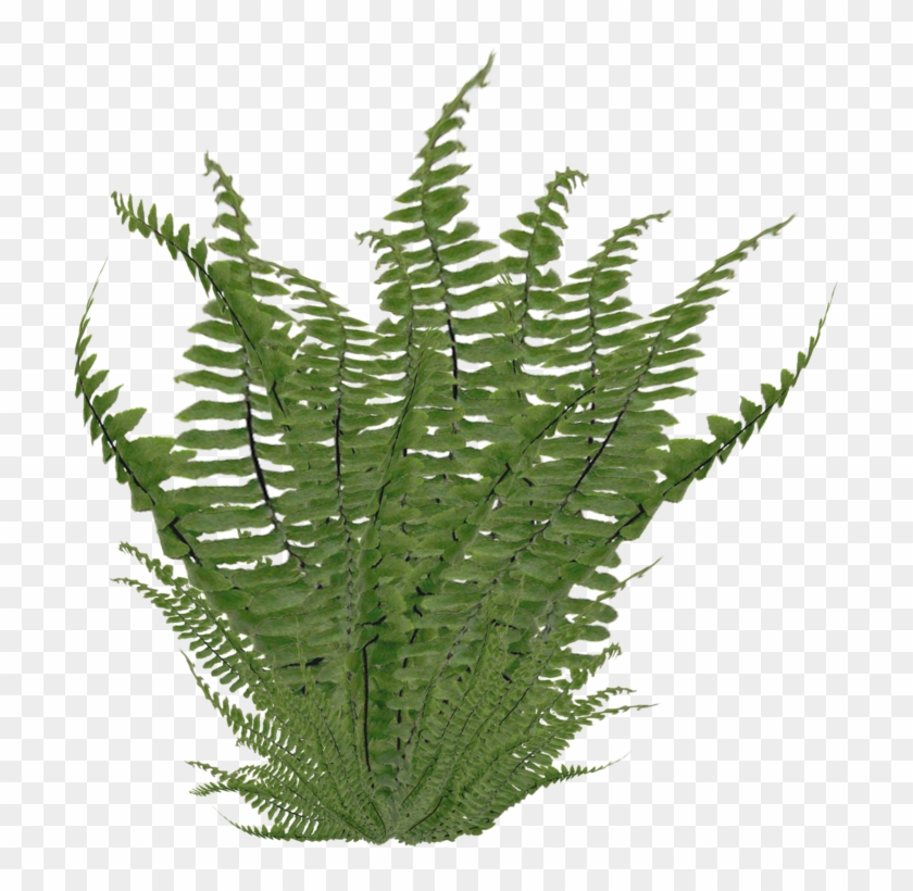 Ostrich Fern Nephrolepis Exaltata Clip Art - Bush Png #1196185