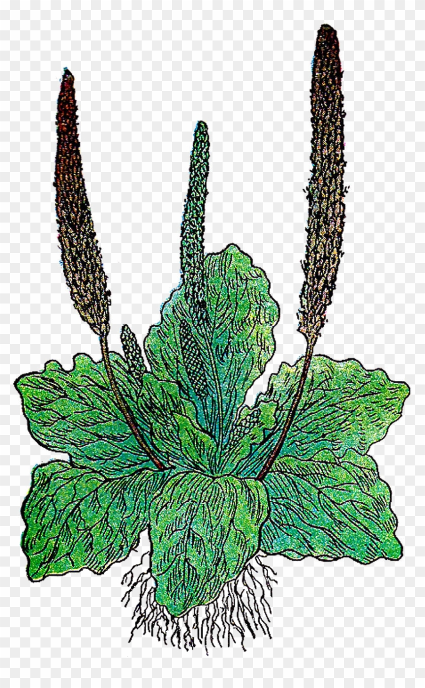 Leaf Herb Botany Banana Bread Clip Art - Plantain Herb Clip Art #1196196