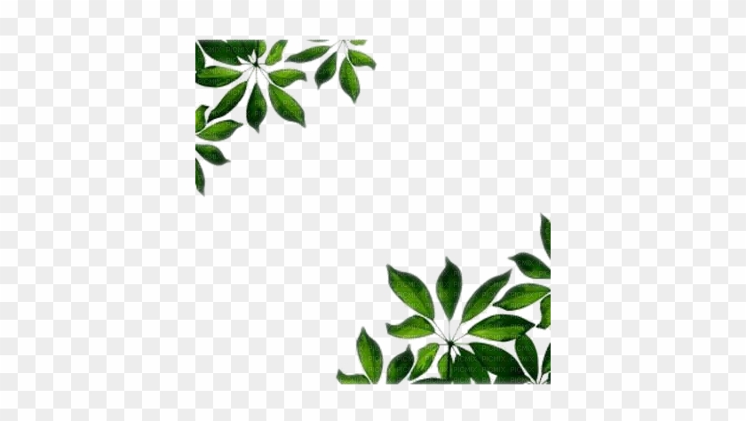 Leaf Frame Wonderful Picture Images - Green Leaves Border Png #1196213