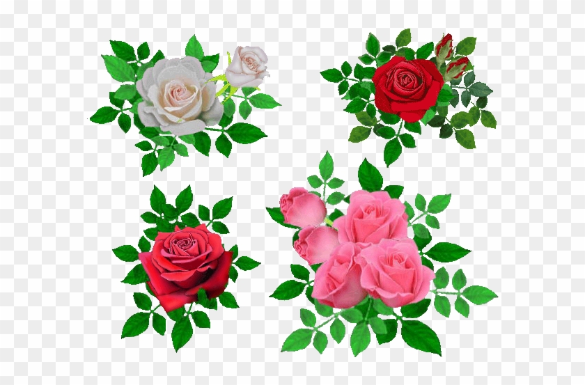 Garden Roses Cabbage Rose Beach Rose Flower Petal - Beach Rose #1196216