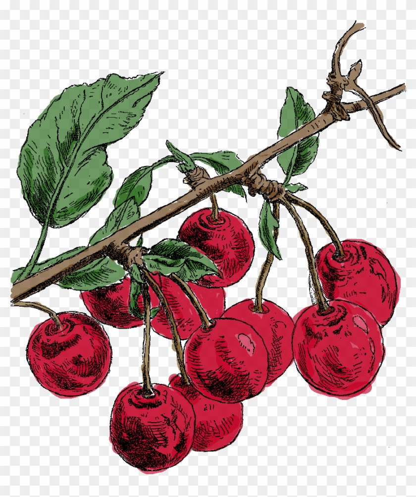 Digital Cherry Clip Art - Fruit #1196425