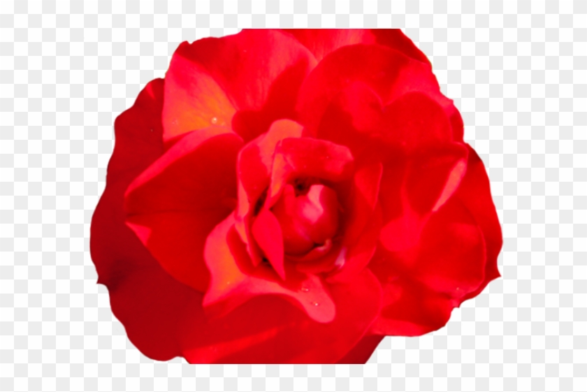 Red Rose Clipart Head - Garden Roses #1197084