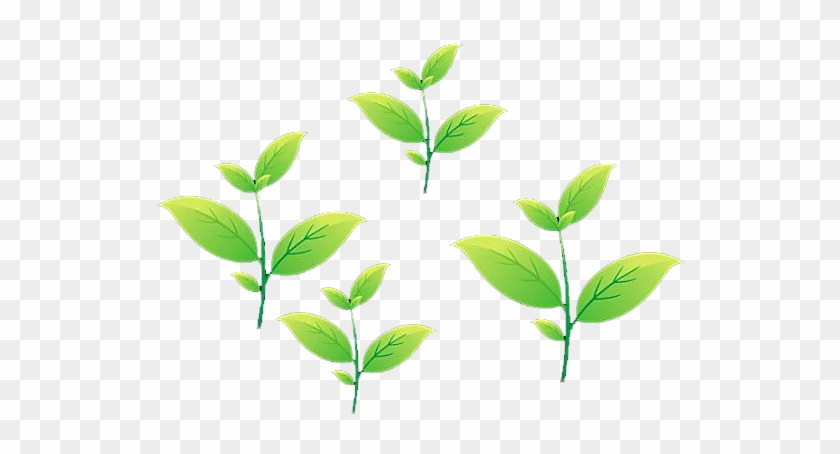 Tea Leaf Animation - Tea #1197388