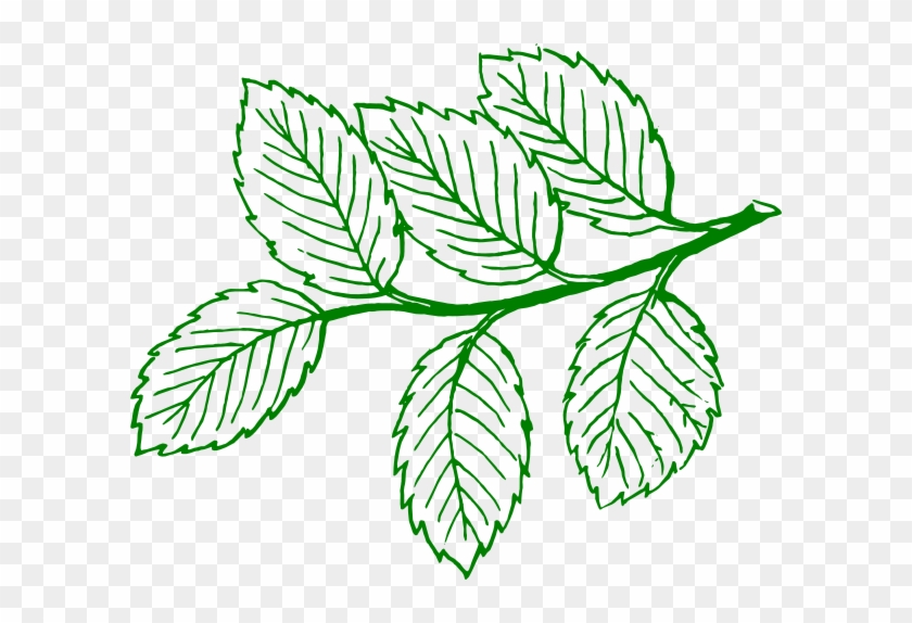 Ash Tree Leaf Vector #1198052