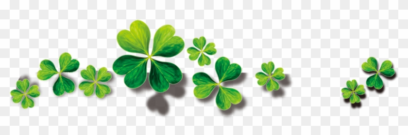 Four Leaf Clover 4217*2015 Transprent Png Free Download - Four Leaf Png #1198504